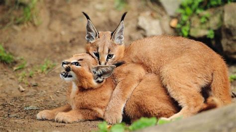 Caracal : Facts, Habitat, Diet, Kitten, Price, Pictures | Animals Adda