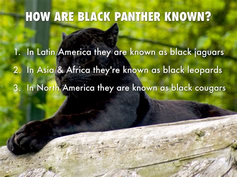 Black Panther by Andrea Velasquez