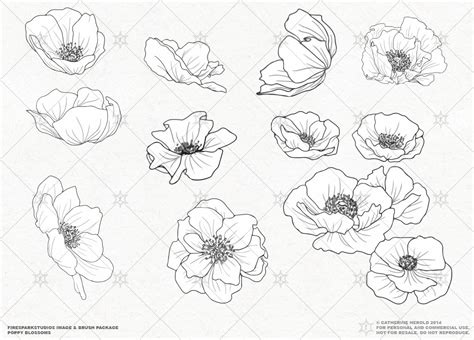 Vibrant Poppy Blossom Illustrations for Product Images