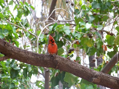 How to Create a Backyard Bird Sanctuary - Interior Design Inspiration