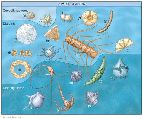 Plankton Station