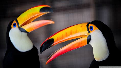 Toucan Wallpaper (65+ images)