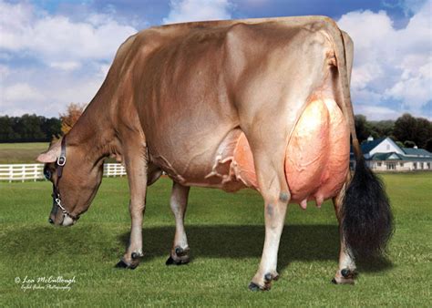 Dairy COW breeds and their features - UFUGAJI MAKINI