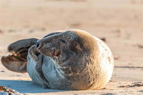 Seehund & Kegelrobbe Erkennungs-Merkmale ⚓ Nordseeinseln Infos