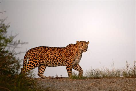 Explore Jawai: A Leopard Reserve in Pali, Rajasthan