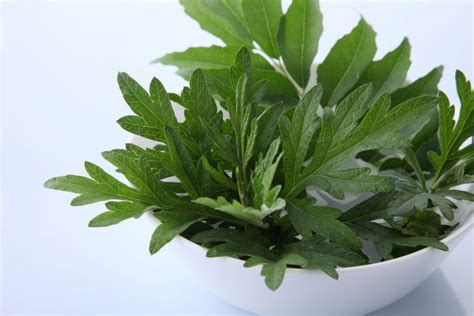 How Mugwort Tea Benefits Lucid Dreaming - Brewed Leaf Love