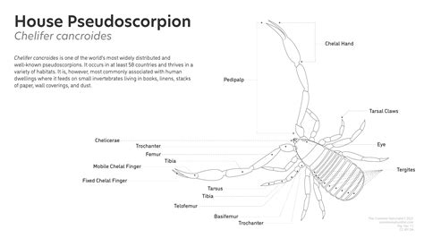 Pseudoscorpion-chelifer-anatomy-01 | The Common Naturalist