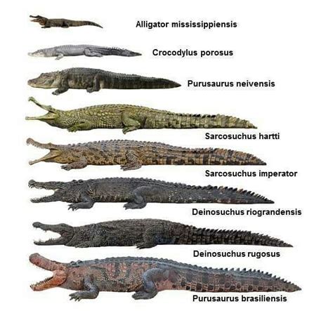 Crocodile species. | Crocodile species, Prehistoric animals, Extinct ...