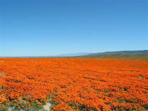 Antelope Valley California Poppy Reserve - Alchetron, the free social ...