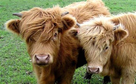 Miniature Fluffy Cows Exist And They’re Absolutely Adorable