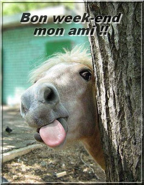 Bon week-end mon ami !! | Funny horse pictures, Funny horses, Funny horse