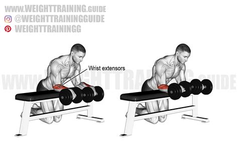 Dumbbell reverse wrist curl over bench exercise instructions and video