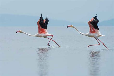 Can Flamingos Fly? | Bird Spot