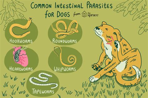 Common Canine Worms and Intestinal Parasites