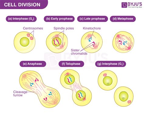 Genetic Makeup Of Daughter Cells In Mitosieiosis - Mugeek Vidalondon