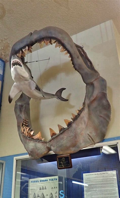 Worlds Largest Shark Megalodon