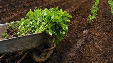 How to Grow Your Own Tomatoes, Part 2: Transplanting - Modern Farmer