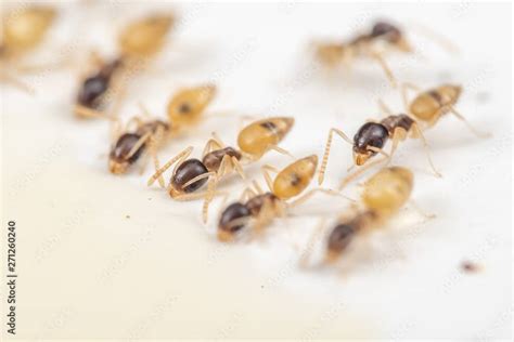 Learn About Ghost Ants | Ant Pest Control Services Naples, FL