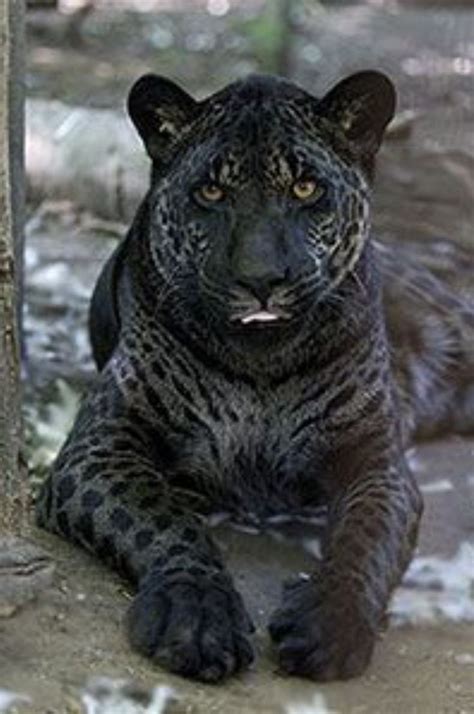 Pin by Tylana Millard on Large cats | Animals, Rare animals, Wild cats