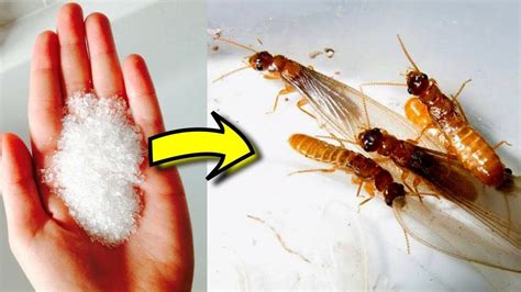 How Do You Kill Flying Termites? - Mastery Wiki