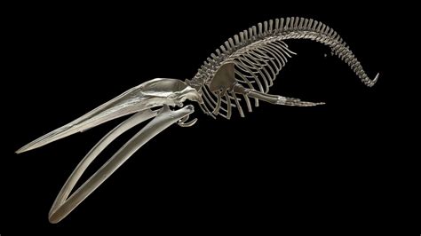 Blue whale skeleton by NHM_Imaging Giant Skeleton, Skeleton Art, Animal ...