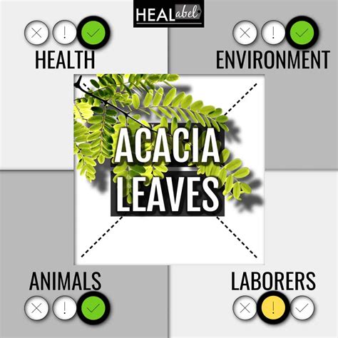 Acacia Leaves Benefits And Side Effects