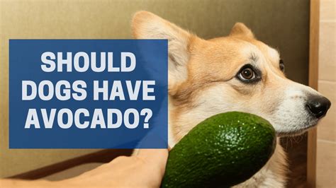 Should Dogs Eat Avocado? – The Nelski Pack