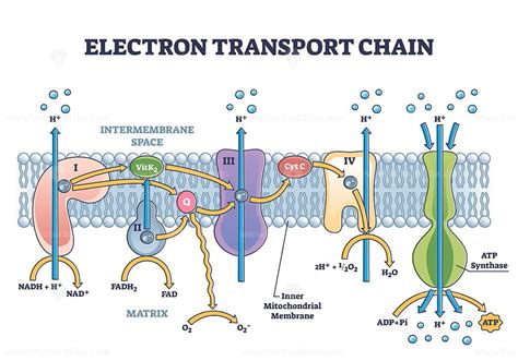 Electron transport chain as respiratory embedded transporters outline ...