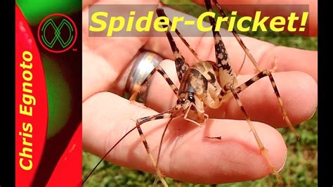 Camel Crickets are Monsters in the Dark! Cave Cricket - YouTube