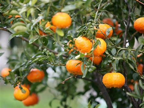 when to fertilize citrus trees in florida - Luciana Coy