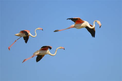 Can Flamingos Fly? - defendersblog