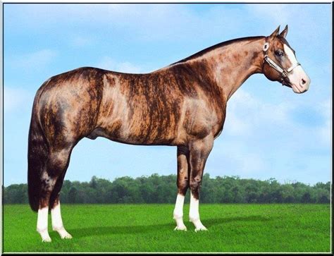 Dunbar's Gold, AQHA | Horses, Rare horses, Rare horse colors