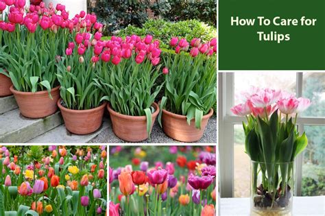 How To Care for Tulips (Care Guide with Instructions) - EmbraceGardening