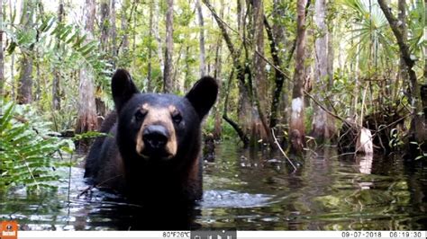 Florida Black Bear in the Swamp with Bushnell 24 MP - YouTube