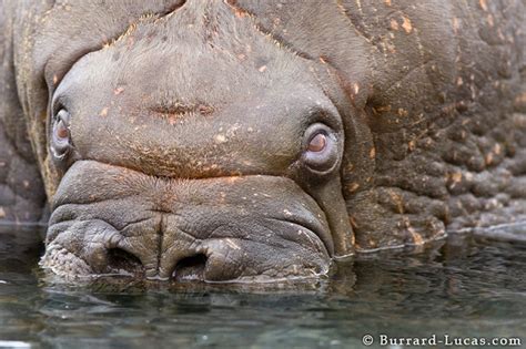 Walrus Close Up - Burrard-Lucas Photography