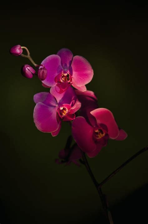 Night Orchid Photograph by Ken Howard - Fine Art America