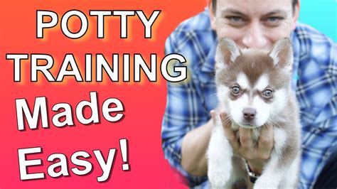 How to Potty Train your Puppy EASILY! Everything you need to know ...