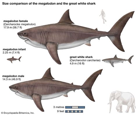 Megalodon | Size, Fossil, Teeth, & Facts | Britannica