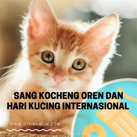 30+ Foto Meme Kucing Oren Terkeren | Meme Lucu