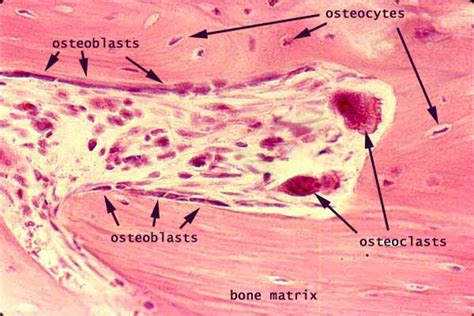 Histology at SIU