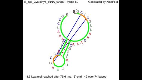 Example of RNA folding (secondary structure animation) - YouTube