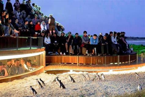 Melbourne Private Phillip Island and Penguin Parade Tour 2024