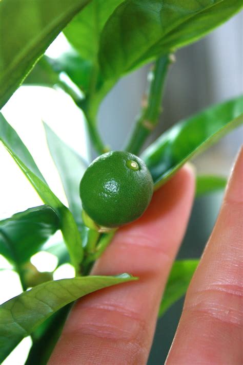 PittsburghGardener: My First Blood Orange Tree