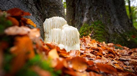 Benefits Of Lion's Mane - A Thorough Look At This Mushroom