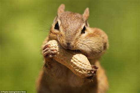 Greedy chipmunk fails to cram monkey nut into her mouth | Chipmunks ...