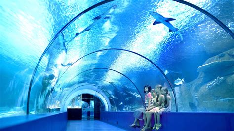 Tickets for Cairns Aquarium | Best-tickets.com.au