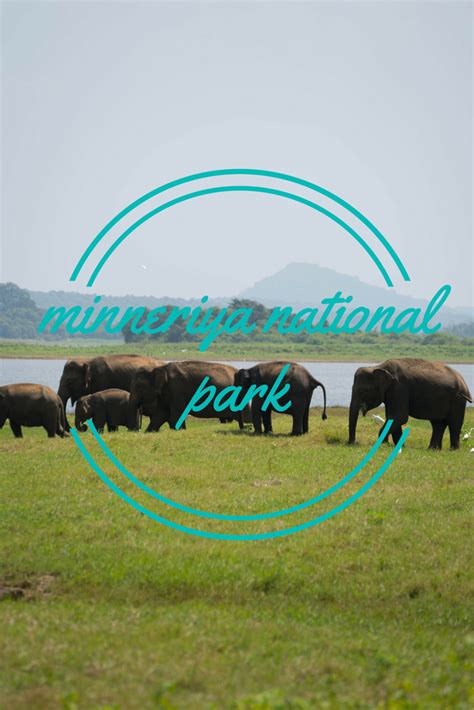 Elephants in the Wild: Minneriya National Park | A Girl and Her Passport