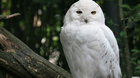 Download Animal Snowy Owl HD Wallpaper