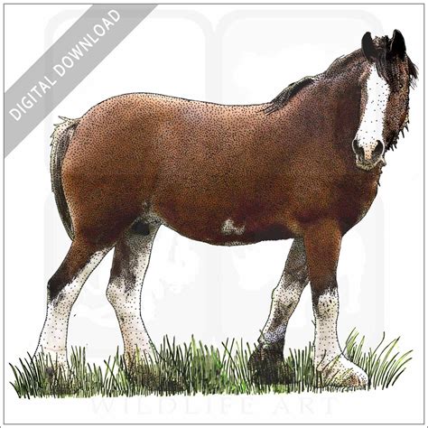 Stock Art Drawing of a Clydesdale Horse