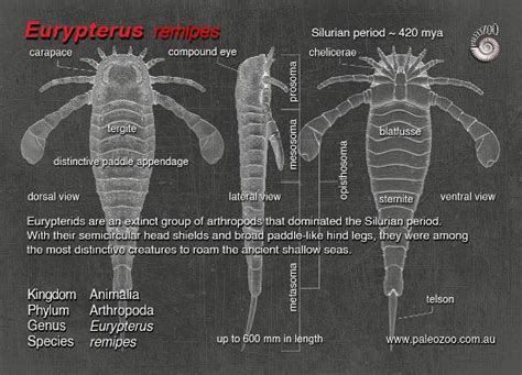 Eurypterus remipes State Fossil of New York